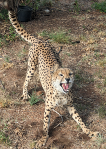 Figure 1: A cheetah!